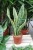 Sansevieria trifasciata ‘Laurentii’ – dekoracyjna roślina doniczkowa o sztywnych, zielonych liściach z charakterystycznym żółtym obrzeżeniem.