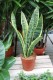 Sansevieria trifasciata ‘Laurentii’ – dekoracyjna roślina doniczkowa o sztywnych, zielonych liściach z charakterystycznym żółtym obrzeżeniem.