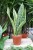 Sansevieria trifasciata ‘Laurentii’ jako nowoczesny akcent wnętrza – minimalistyczna roślina doniczkowa dodająca przestrzeni elegancji i naturalnej harmonii.