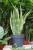 Sansevieria trifasciata ‘Laurentii’ XL – okazała roślina doniczkowa o wysokich, zielonych liściach z dekoracyjnym żółtym obrzeżeniem.