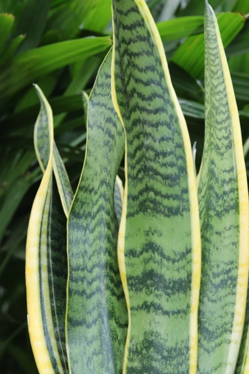 Zbliżenie liści Sansevieria ‘Laurentii’ XL ukazujące marmurkowy wzór oraz kontrastowe, złociste krawędzie. Roślina wyjątkowo odporna i łatwa w pielęgnacji.