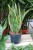 Sansevieria trifasciata ‘Laurentii’ XL jako nowoczesny element wnętrza – minimalistyczna roślina doniczkowa wprowadzająca do przestrzeni elegancję i naturalny balans.