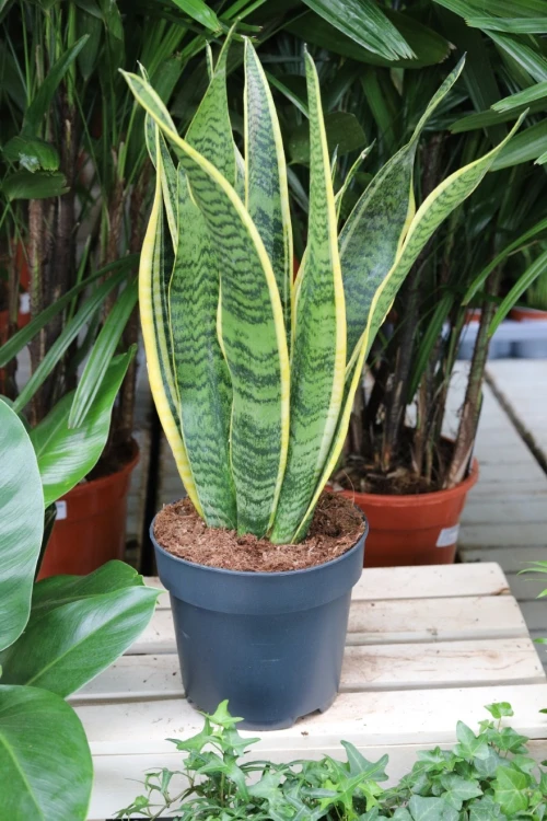 Sansevieria trifasciata ‘Laurentii’ XL jako nowoczesny element wnętrza – minimalistyczna roślina doniczkowa wprowadzająca do przestrzeni elegancję i naturalny balans.