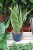Sansevieria trifasciata ‘Laurentii’ XL
