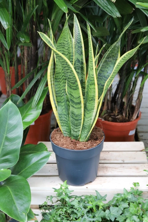 Sansevieria trifasciata ‘Laurentii’ XL