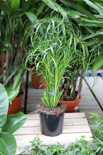Cyperus alternifolius (Papirus) – efektowna roślina doniczkowa o długich łodygach zakończonych parasolowatymi, zielonymi liśćmi.