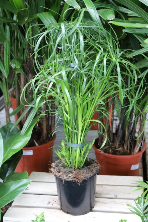 Cyperus alternifolius jako tropikalny akcent wnętrza – dekoracyjna roślina wprowadzająca do przestrzeni świeżość, lekkość i naturalny charakter.