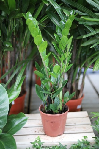 Zamioculcas zamiifolia – elegancka roślina doniczkowa o błyszczących, ciemnozielonych liściach i zwartym, nowoczesnym pokroju.