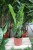 Zamioculcas zamiifolia – elegancka roślina doniczkowa o błyszczących, ciemnozielonych liściach i zwartym, nowoczesnym pokroju.