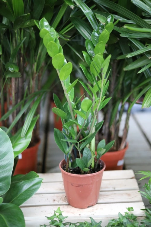 Zamioculcas zamiifolia – elegancka roślina doniczkowa o błyszczących, ciemnozielonych liściach i zwartym, nowoczesnym pokroju.