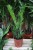 Zamioculcas zamiifolia jako nowoczesny akcent wnętrza – minimalistyczna roślina doniczkowa wprowadzająca do przestrzeni elegancję i naturalną harmonię.