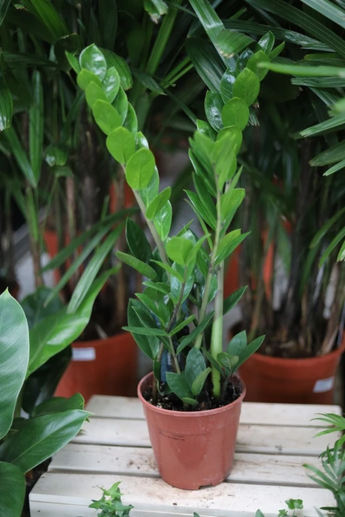 Zamioculcas zamiifolia jako nowoczesny akcent wnętrza – minimalistyczna roślina doniczkowa wprowadzająca do przestrzeni elegancję i naturalną harmonię.