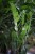 Zbliżenie liści Zamioculcas zamiifolia ukazujące ich intensywną zieleń, gładką powierzchnię i dekoracyjny połysk. Roślina wyjątkowo łatwa w pielęgnacji.