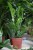 Zamioculcas zamiifolia
