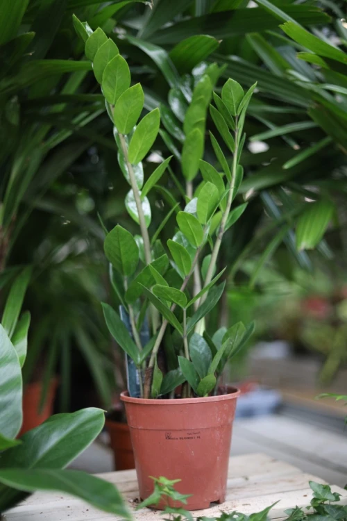 Zamioculcas zamiifolia