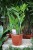 Zamioculcas zamiifolia ‘Pixie’ – kompaktowa roślina doniczkowa o gęstych, błyszczących liściach i eleganckim, nowoczesnym wyglądzie.