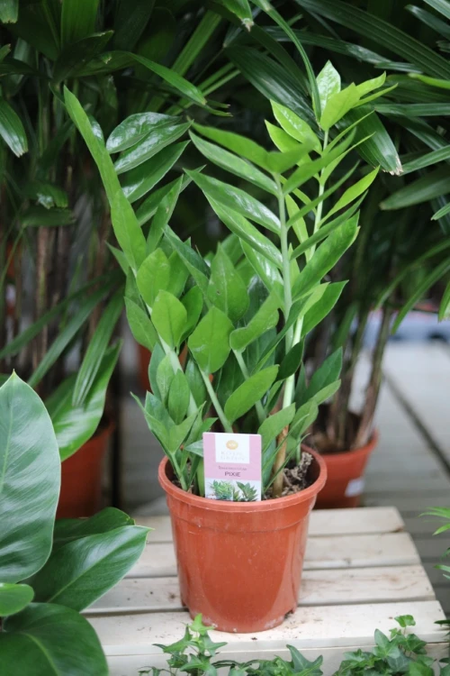 Zamioculcas zamiifolia ‘Pixie’ jako subtelny akcent wnętrza – niewielka roślina doniczkowa dodająca przestrzeni świeżości i minimalistycznej elegancji.