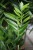Zbliżenie liści Zamioculcas ‘Pixie’ ukazujące ich intensywnie zielony kolor, gładką strukturę i dekoracyjny połysk. Roślina łatwa w pielęgnacji.