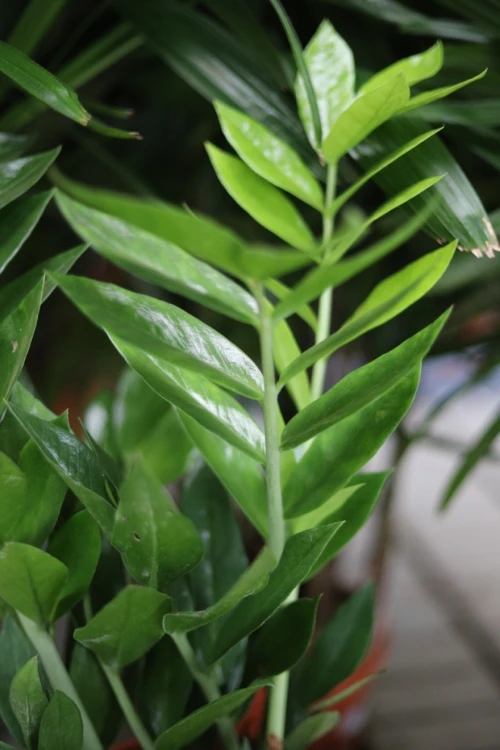 Zbliżenie liści Zamioculcas ‘Pixie’ ukazujące ich intensywnie zielony kolor, gładką strukturę i dekoracyjny połysk. Roślina łatwa w pielęgnacji.