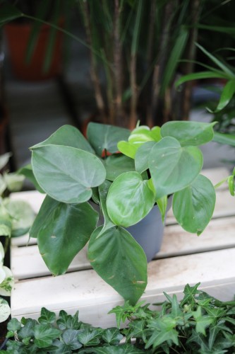Philodendron scandens L – dekoracyjna roślina pnąca o zielonych, błyszczących, sercowatych liściach. Idealna do wnętrz i półek.