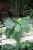 Philodendron scandens L – dekoracyjna roślina pnąca o zielonych, błyszczących, sercowatych liściach. Idealna do wnętrz i półek.