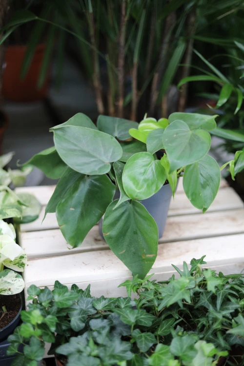 Zbliżenie liści Philodendron scandens ukazujące ich intensywną zieleń i gładką, dekoracyjną powierzchnię. Roślina szybkorosnąca i łatwa w pielęgnacji.