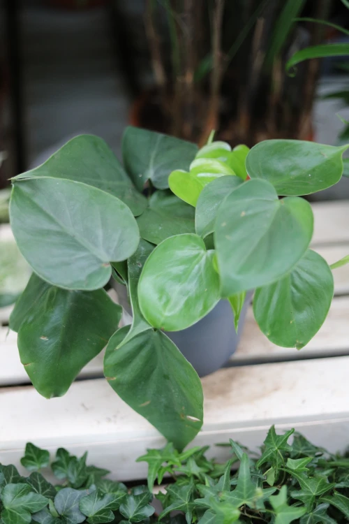 Philodendron scandens L jako naturalny akcent wnętrza – roślina doniczkowa, która wprowadza do przestrzeni świeżość, lekkość i tropikalny klimat.