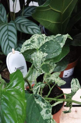 syngonium mottled mojito (3).JPG