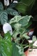 syngonium mottled mojito (3).JPG