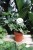 syngonium mottled mojito (4).JPG