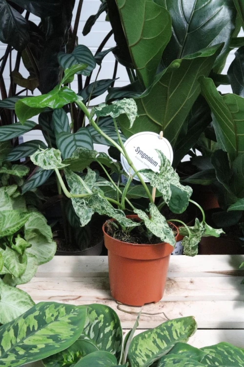 syngonium mottled mojito (4).JPG
