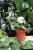 syngonium mottled mojito (1).JPG