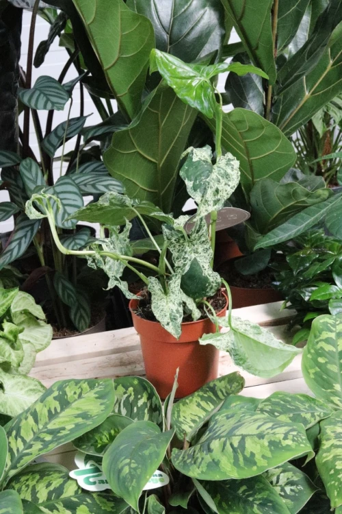 syngonium mottled mojito (2).JPG