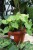 syngonium mango allusion (1).JPG