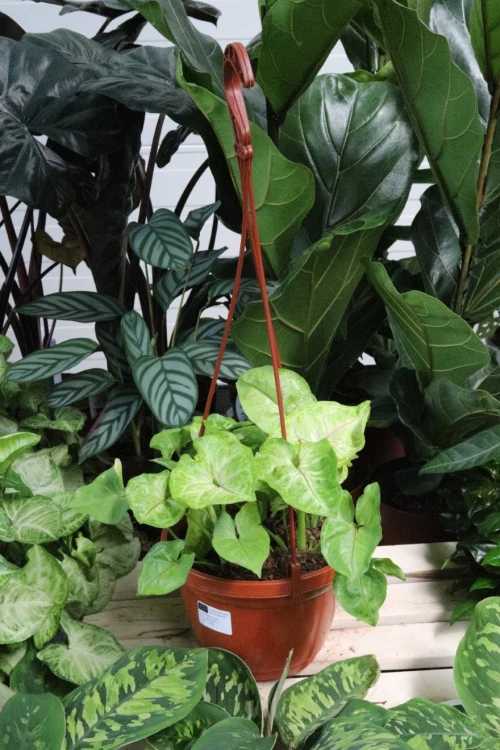 syngonium mango allusion (2).JPG