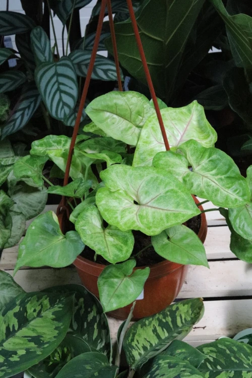 syngonium mango allusion (4).JPG
