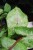 syngonium mango allusion (5).JPG