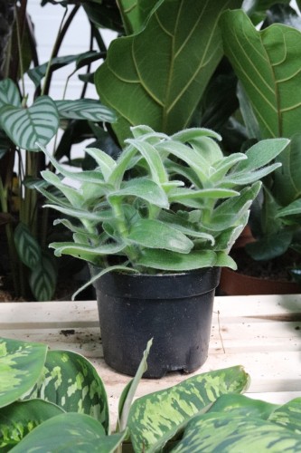 Tradescantia sillamontana (1).JPG