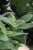 Tradescantia sillamontana (2).JPG