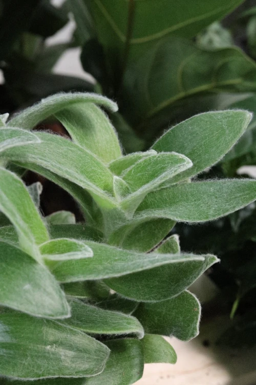 Tradescantia sillamontana (2).JPG