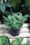Tradescantia sillamontana (4).JPG
