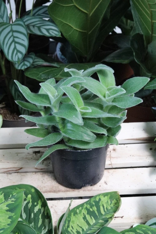 Tradescantia sillamontana (4).JPG