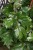 CISSUS ROMBOLISTNY ELLEN DANICA
