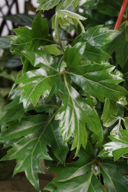 CISSUS ROMBOLISTNY ELLEN DANICA