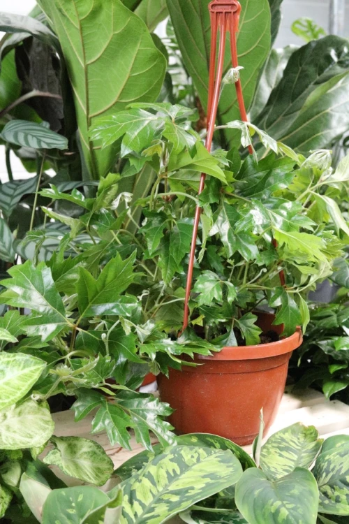 CISSUS ROMBOLISTNY