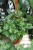 CISSUS RHOMBIFOLIA ELLEN DANICA