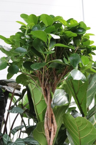 FICUS MOCLAME (3).JPG
