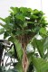 FICUS MOCLAME (3).JPG