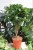 FICUS MOCLAME (4).JPG