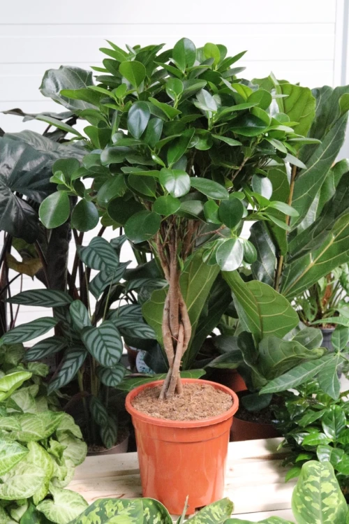 FICUS MOCLAME (4).JPG